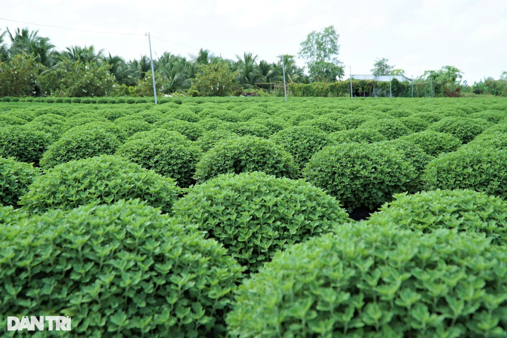 Người dân làng hoa trăm tuổi vừa chuẩn bị hàng tết vừa lo Covid-19 - 3 Người dân làng hoa trăm tuổi vừa chuẩn bị hàng tết vừa lo Covid-19 - 3