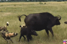 Trâu rừng bất lực để đàn chó hoang châu Phi cướp con nhỏ ngay trước mặt