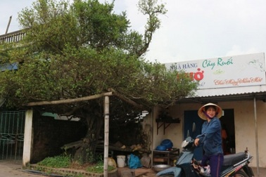 “Báu vật” duối cổ 500 năm tuổi mang thế độc “mâm xôi con gà”