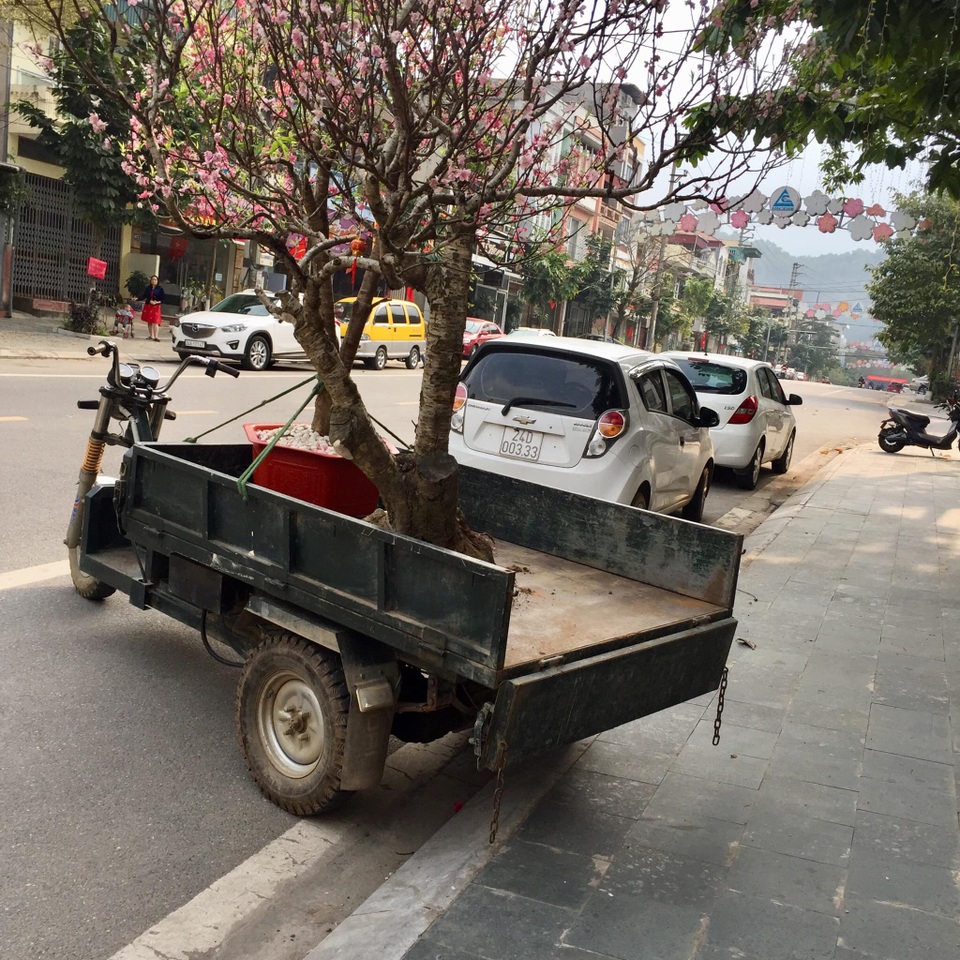 Dịch vụ nhận trồng, chăm sóc đào cảnh sau Tết hút khách - 1