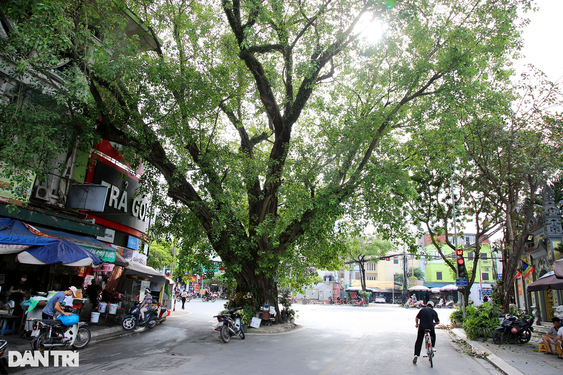 Những cây đại thụ án ngữ giữa đường lớn ở Hà Nội vẫn sống khỏe - 5 Những cây đại thụ án ngữ giữa đường lớn ở Hà Nội vẫn sống khỏe - 5