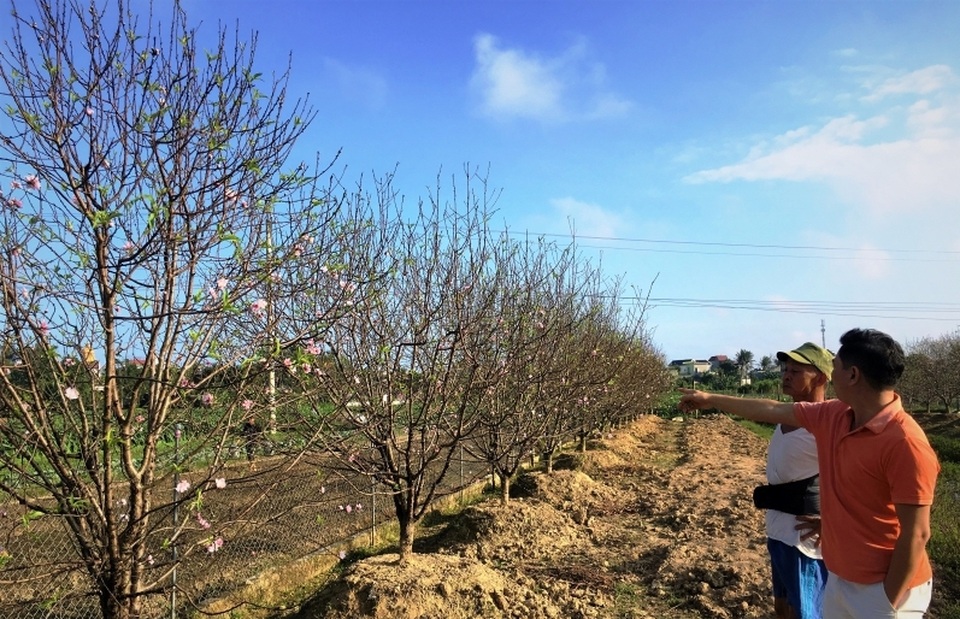 Chưa đến Tết Dương lịch, nhiều vườn đào đã bung nở - 3 Chưa đến Tết Dương lịch, nhiều vườn đào đã bung nở - 3