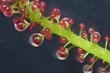 Loài cây ăn thịt độc nhất vô nhị, bắt mồi theo "tâm trạng"