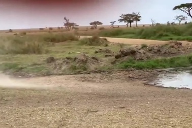 Thấy sư tử, linh dương chỉ làm 1 hành động nhỏ đã khiến đối phương bỏ cuộc