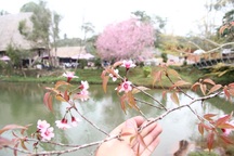 Mùa hoa mai anh đào nhuộm hồng "Đà Lạt thứ 2”