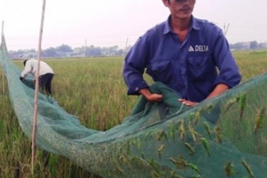 Vượt hàng trăm km "hốt" bạc triệu mỗi ngày nhờ nghề săn "tôm bay"