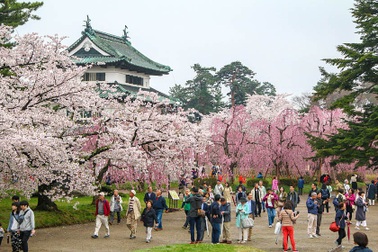 Những địa điểm ngắm hoa anh đào đẹp nhất Nhật Bản