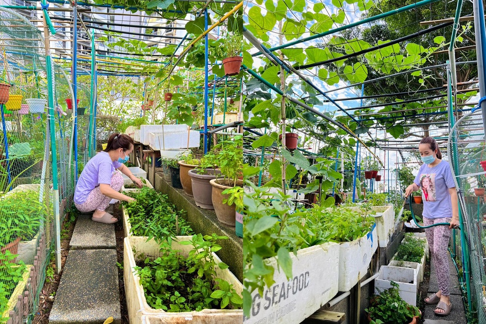 Mẹ Việt làm vườn ban công, xin đất hàng xóm trồng rau trái ở Singapore - 13 Mẹ Việt làm vườn ban công, xin đất hàng xóm trồng rau trái ở Singapore - 13