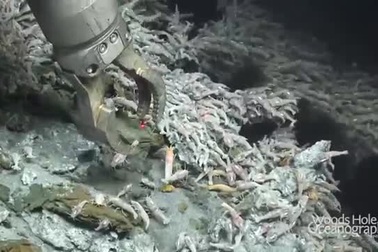 Loài tôm "bất tử" luộc không chết, có thể tồn tại ở môi trường 450 độ C