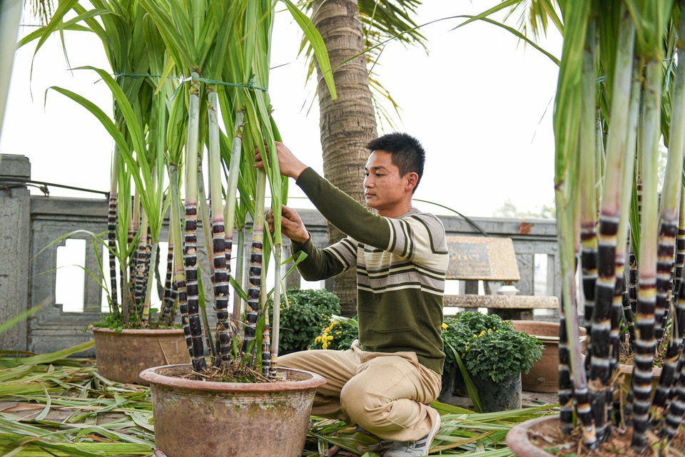 Mía tím lên chậu giá cả triệu đồng đắt hàng dịp Tết - 6 Mía tím lên chậu giá cả triệu đồng đắt hàng dịp Tết - 6