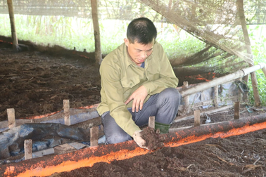 Thầy giáo thu trăm triệu đồng mỗi năm nhờ gom... phân khắp vùng