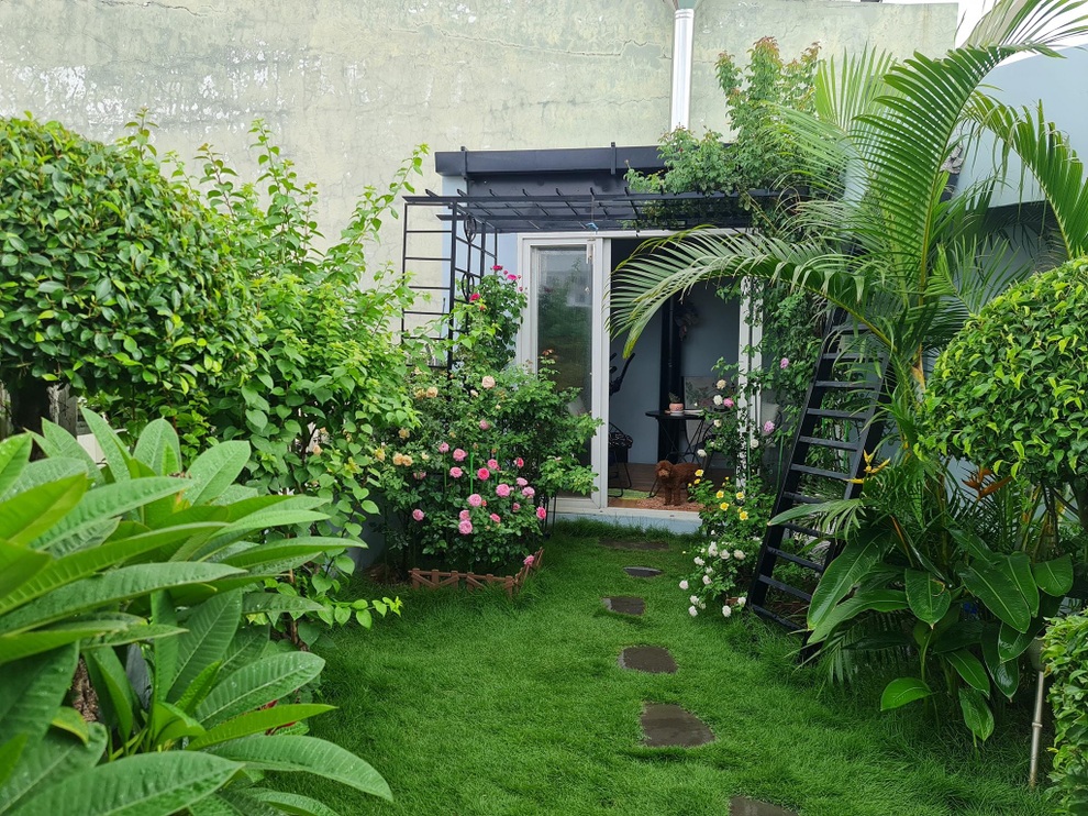 Vác đất lên sân thượng, mẹ đảm Bình Dương trồng vườn hồng ngát hương - 3 Vác đất lên sân thượng, mẹ đảm Bình Dương trồng vườn hồng ngát hương - 3