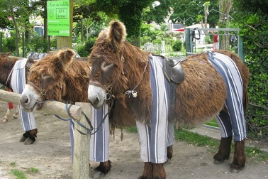 Đến nơi những chú lừa được... mặc đồ ngủ