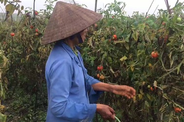 Cà chua tại vườn rẻ như cho 1.000 đồng/kg