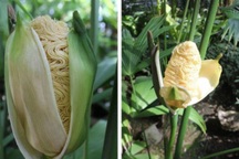 Kỳ lạ loài cây "vỏ như bắp ngô, ruột như mì tôm"