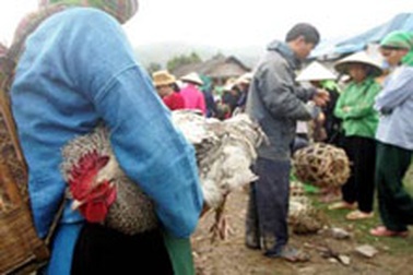 Sơn La bùng phát dịch