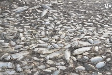 Hãi hùng cảnh tượng hàng chục nghìn con cá chết phơi bụng trắng xóa khắp hồ