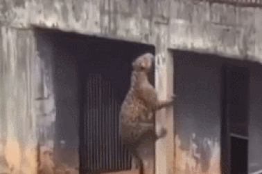 Báo hoa mai suýt thoát ra khỏi chuồng để tấn công khách tham quan vườn thú