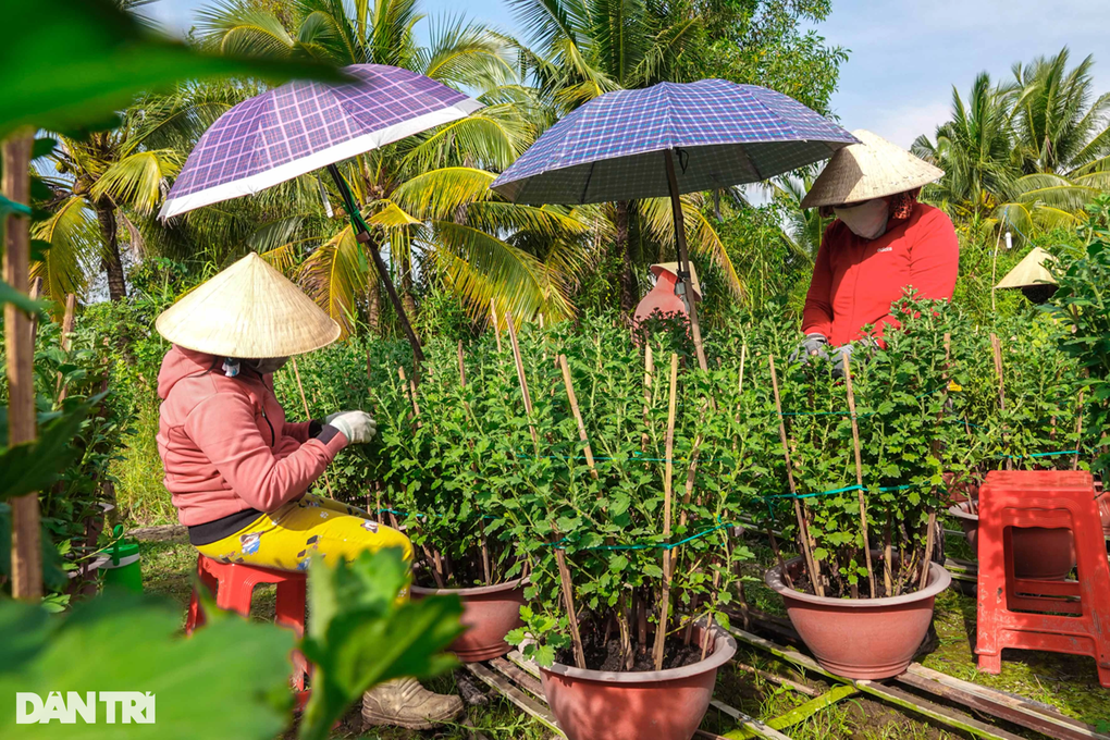 Lão nông thổi ra hoa cúc... chân dài, bán gần nửa triệu đồng/chậu - 3 Lão nông thổi ra hoa cúc... chân dài, bán gần nửa triệu đồng/chậu - 3