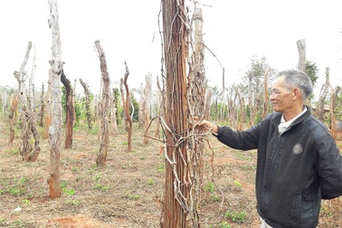 Đổ nợ, bỏ xứ mà đi vì tiêu chết hàng loạt