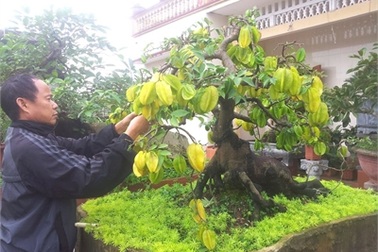 Cây khế bon sai cổ 50 năm giá 120 triệu ở Thái Bình