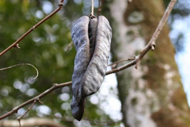 Đông y và những vị thuốc đặc biệt