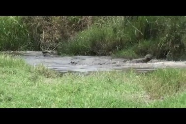 Khoảnh khắc beo châu Phi thoát chết ngoạn mục trước hàm cá sấu