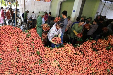 Kết thúc vụ vải thiều, Bắc Giang thu về gần 6.000 tỷ đồng