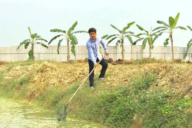 9X nuôi con "siêu đẻ" chỉ ăn bèo, lá cây mà kiếm 300 triệu/năm