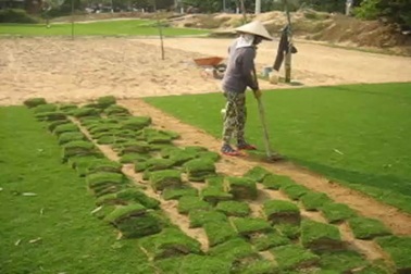 Khấm khá nhờ trồng cỏ nhung Nhật