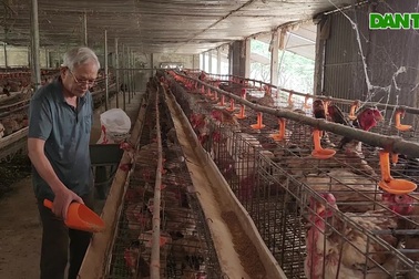 Nuôi gà "chân voi", cụ ông đều đặn đếm tiền tỷ