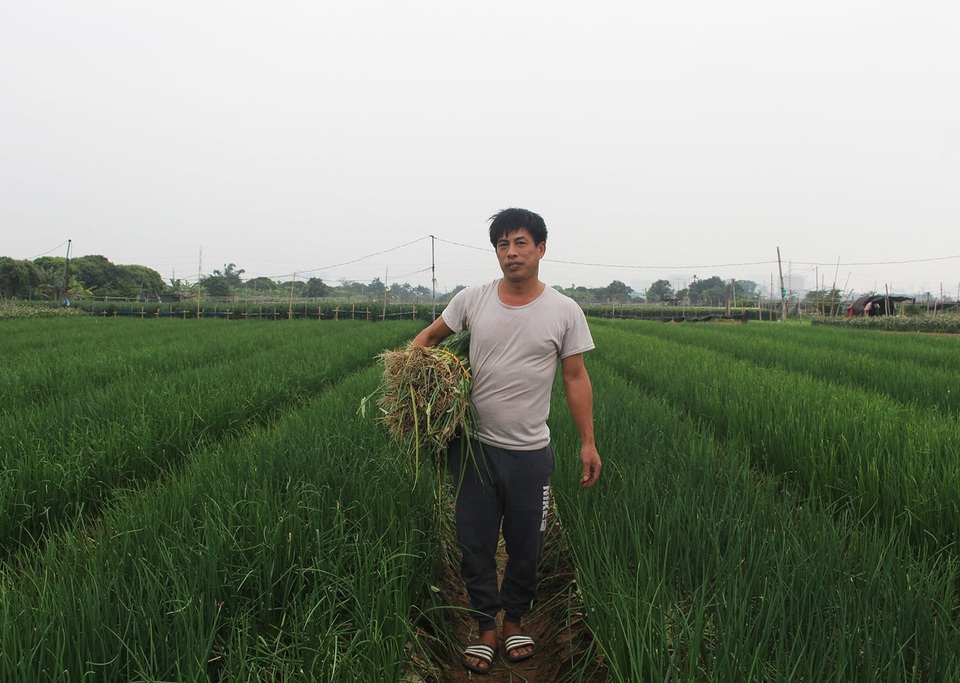 Hành lá rẻ như cho, bán 3 kg không mua nổi 1 cốc trà đá: Dân nhổ, vứt bỏ - 3 Hành lá rẻ như cho, bán 3 kg không mua nổi 1 cốc trà đá: Dân nhổ, vứt bỏ - 3