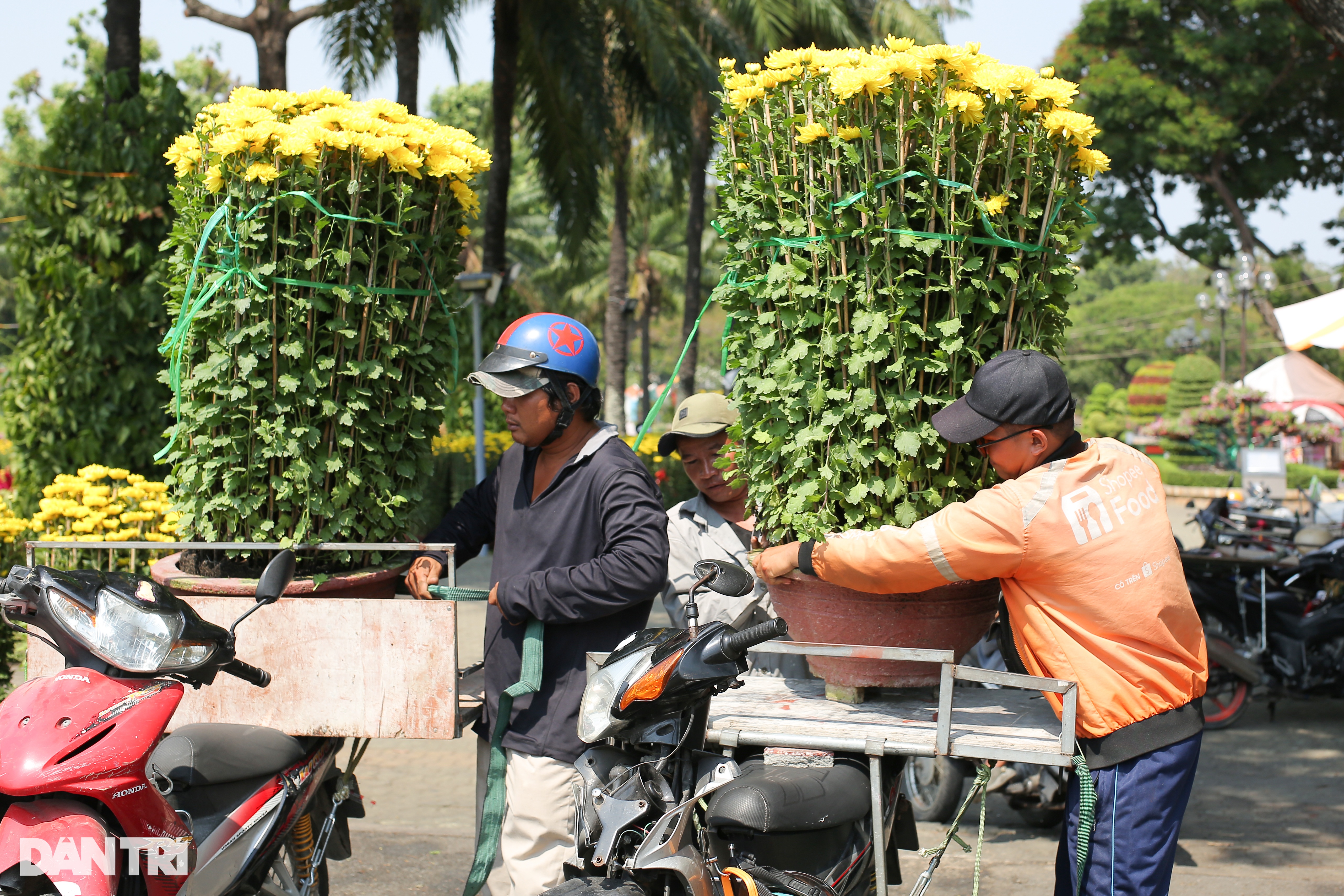 Việt kiều Mỹ về nước bán bưởi Diễn giá tới 40 triệu đồng một chậu - 4