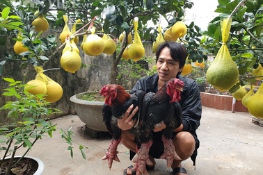 Ninh Bình: Nuôi gà tiến vua, trồng bưởi cảnh bán Tết mà ăn Tết to
