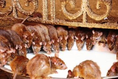 "Rùng mình" bước chân trong ngôi đền Chuột kỳ lạ