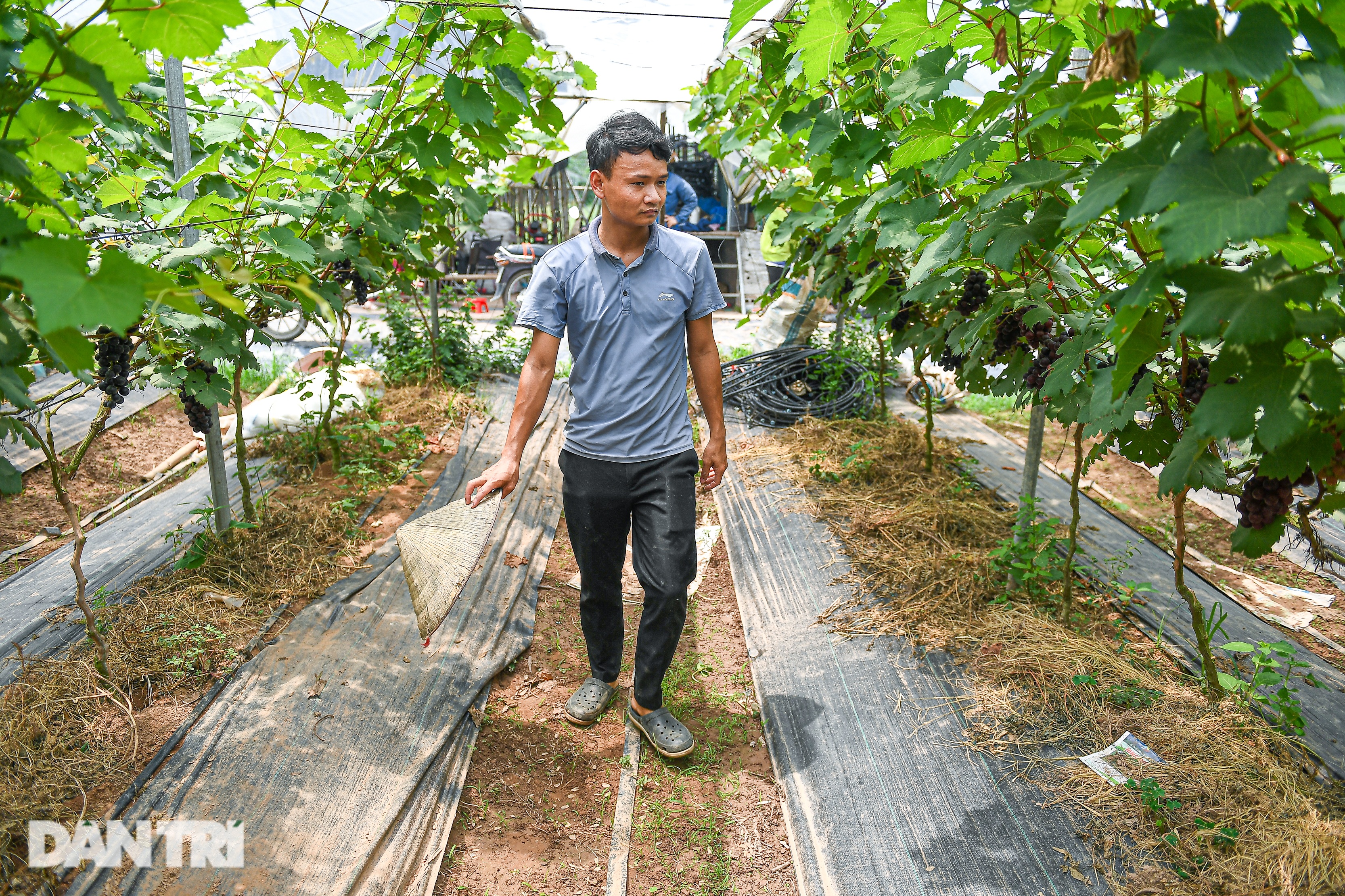 9X Hà Nội cầm 10 triệu đồng, liều lĩnh trồng nho không hạt thu lời tiền tỷ - 2 9X Hà Nội cầm 10 triệu đồng, liều lĩnh trồng nho không hạt thu lời tiền tỷ - 2