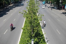 Vụ "thổi giá" cây xanh ở Hà Nội: Giám đốc Ban duy tu từng bị kỷ luật