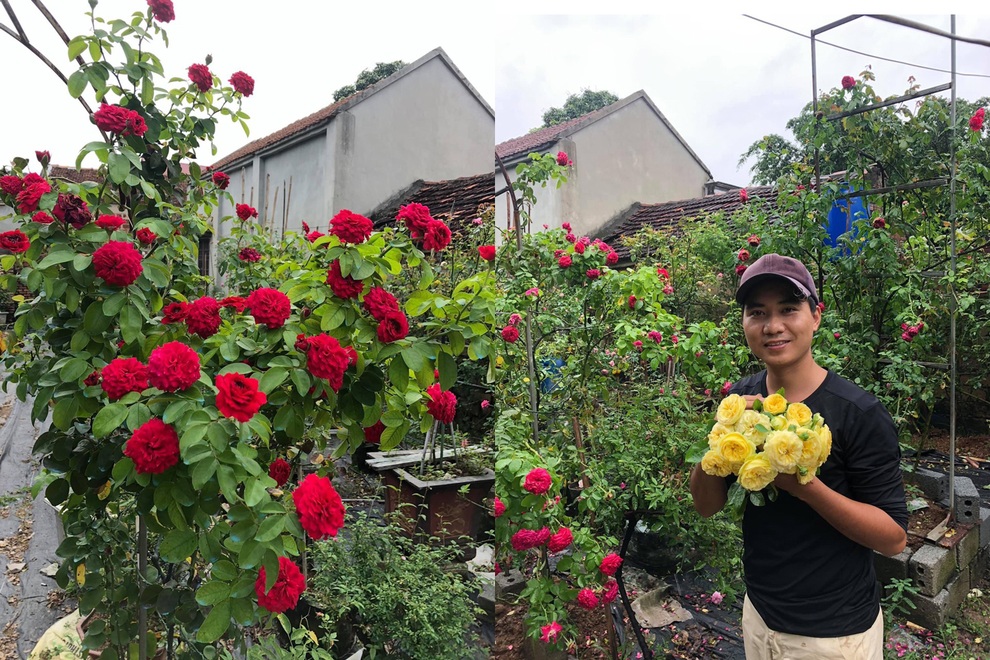 Chàng trai dành cả thanh xuân làm vườn hồng trăm gốc ở Hà Nội - 14 Chàng trai dành cả thanh xuân làm vườn hồng trăm gốc ở Hà Nội - 14
