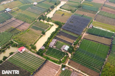 Nông dân vùng trồng hoa lớn nhất xứ Thanh tất bật vụ Tết