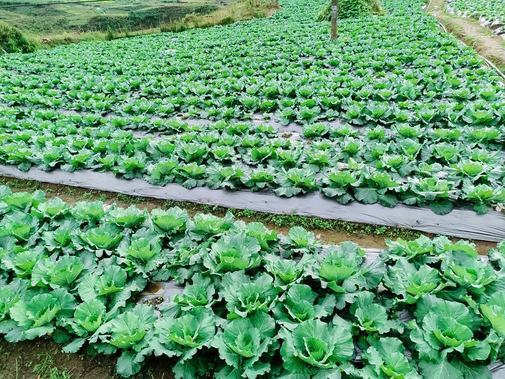 Mài ngọc nơi rừng xanh Y Tý và hỗ trợ người Hà Nhì phát triển - 3