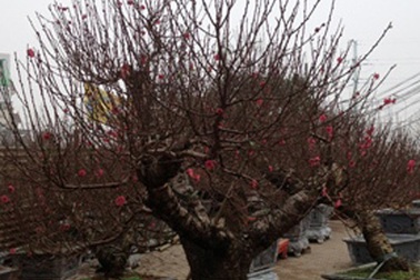 Đào rừng giá "khủng" và phong cách chơi đào dịp Tết