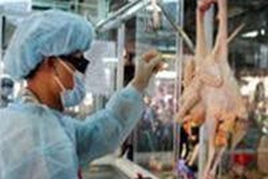 Tiêm vaccine mũi một cho gia cầm vào tháng 3