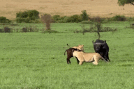 Trâu mẹ liều lĩnh mạng sống, chiến đấu chống lại bầy sư tử để bảo vệ con