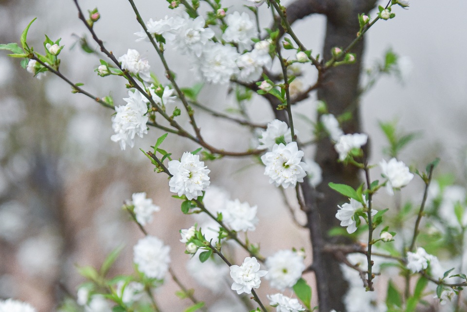 Ngắm những cây nhất chi mai, giá bạc triệu ngày cận Tết - 8 Ngắm những cây nhất chi mai, giá bạc triệu ngày cận Tết - 8