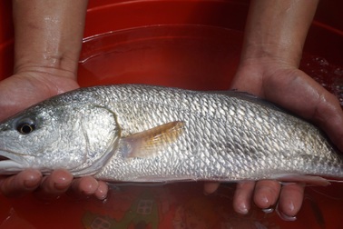 Ngư dân Đà Nẵng bắt được cá nghi sủ vàng quý hiếm