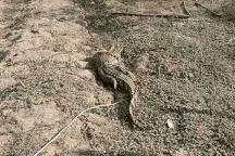 Người dân bắt được cá sấu nặng 20kg trong sân nhà ở Bạc Liêu