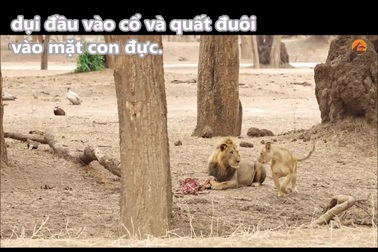 Sư tử cái giở trò quyến rũ con đực để lấy cắp miếng mồi