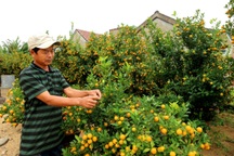 Quất Hội An rộn ràng vào vụ Tết