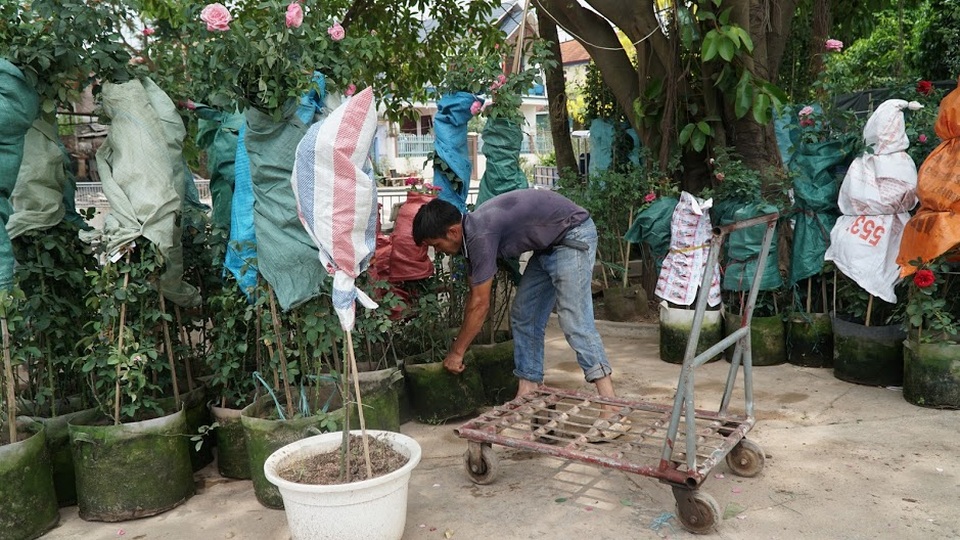 Về thủ phủ trồng hoa gần Hà Nội, người dân lái xe sang đi thăm vườn - 5 Về thủ phủ trồng hoa gần Hà Nội, người dân lái xe sang đi thăm vườn - 5