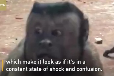 Chú khỉ có gương mặt giống người sống cô đơn